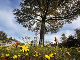 Red de Troetel eik Ulvenhout